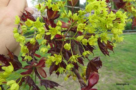  picture  Noorse_esdoorn |Acer_platanoides