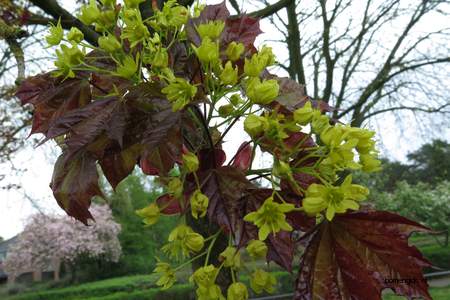  picture  Noorse_esdoorn |Acer_platanoides