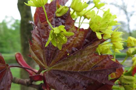  picture  Noorse_esdoorn |Acer_platanoides