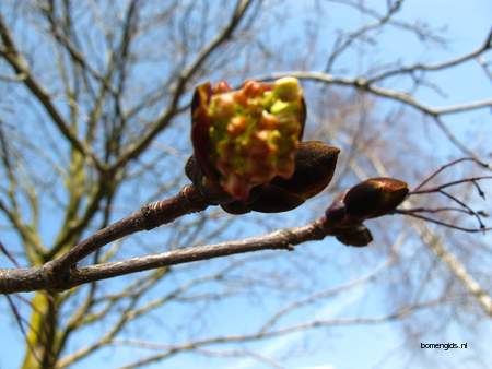  picture  Noorse_esdoorn |Acer_platanoides