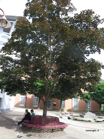  picture  Noorse_esdoorn |Acer_platanoides