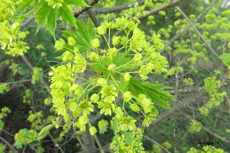  picture  Noorse_esdoorn |Acer_platanoides