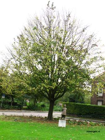  picture  Noorse_esdoorn |Acer_platanoides