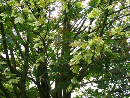  picture  Noorse_esdoorn |Acer_platanoides