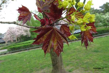  picture  Noorse_esdoorn |Acer_platanoides