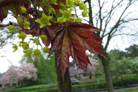  picture  Noorse_esdoorn |Acer_platanoides