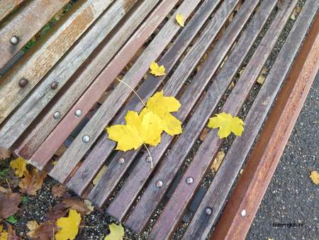  picture  Noorse_esdoorn |Acer_platanoides