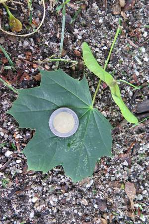  picture  Noorse_esdoorn |Acer_platanoides