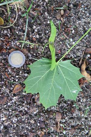  picture  Noorse_esdoorn |Acer_platanoides