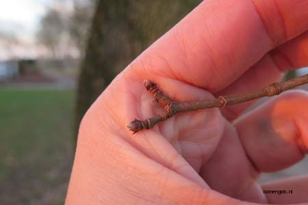  picture  Noorse_esdoorn |Acer_platanoides