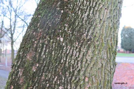  picture  Noorse_esdoorn |Acer_platanoides