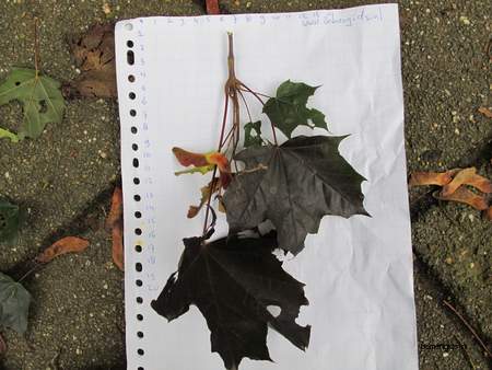  picture  Noorse_esdoorn |Acer_platanoides