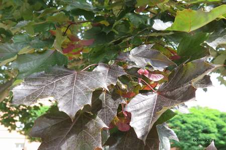  picture  Noorse_esdoorn |Acer_platanoides