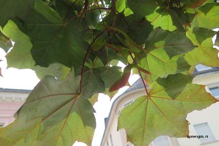  picture  Noorse_esdoorn |Acer_platanoides