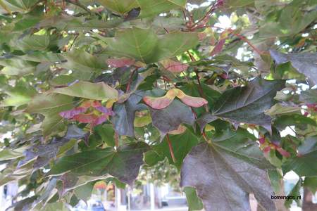  picture  Noorse_esdoorn |Acer_platanoides