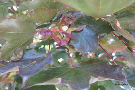  picture  Noorse_esdoorn |Acer_platanoides