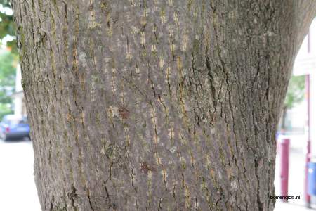  picture  Noorse_esdoorn |Acer_platanoides