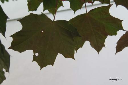  picture  Noorse_esdoorn |Acer_platanoides