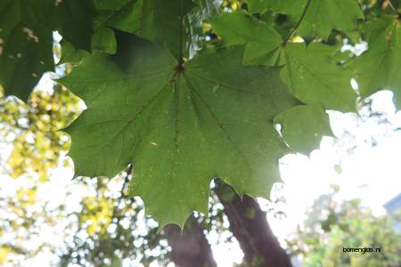  picture  Noorse_esdoorn |Acer_platanoides