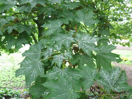  picture  Noorse_esdoorn |Acer_platanoides