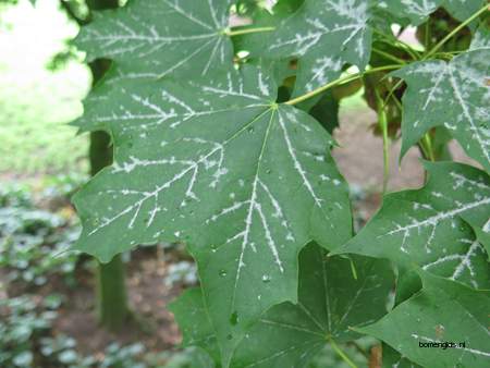  picture  Noorse_esdoorn |Acer_platanoides