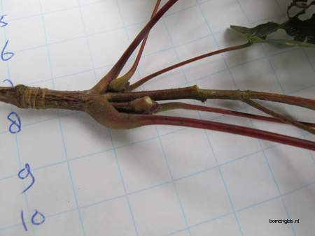  picture  Noorse_esdoorn |Acer_platanoides