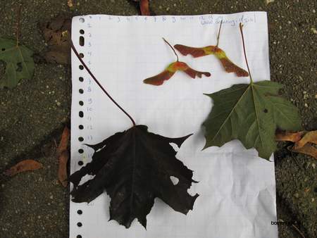  picture  Noorse_esdoorn |Acer_platanoides