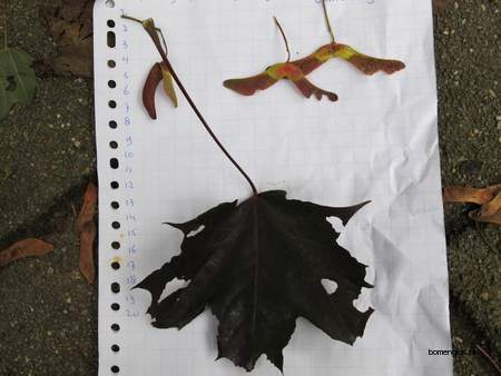  picture  Noorse_esdoorn |Acer_platanoides