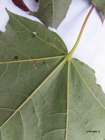  picture  Noorse_esdoorn |Acer_platanoides