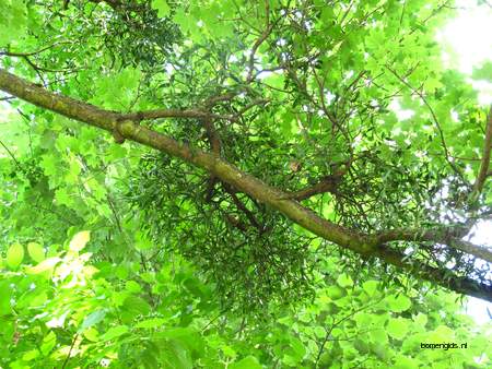  picture  Noorse_esdoorn |Acer_platanoides