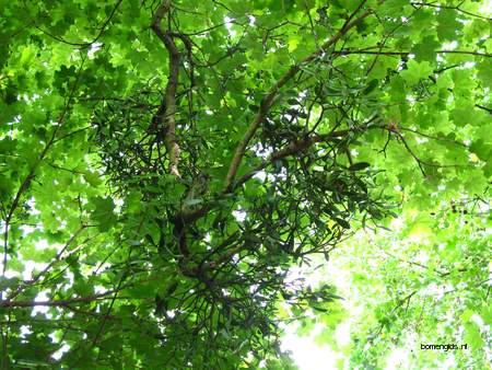  picture  Noorse_esdoorn |Acer_platanoides