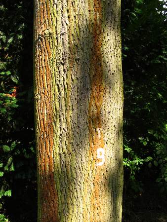  picture  Noorse_esdoorn |Acer_platanoides