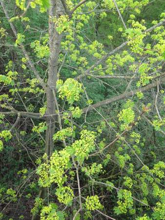  picture  Noorse_esdoorn |Acer_platanoides
