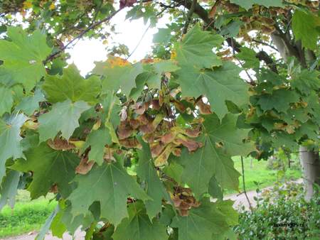  picture  Noorse_esdoorn |Acer_platanoides