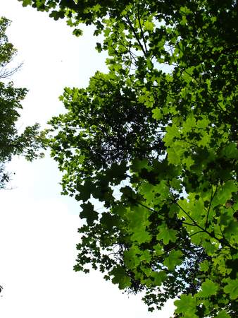  picture  Noorse_esdoorn |Acer_platanoides