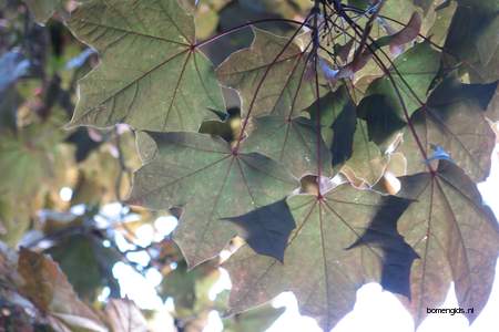  picture  Noorse_esdoorn |Acer_platanoides