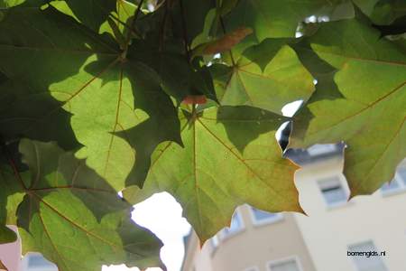  picture  Noorse_esdoorn |Acer_platanoides