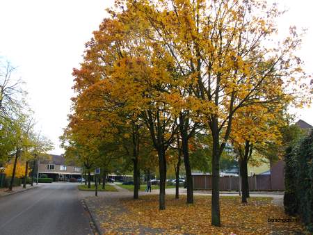  picture  Noorse_esdoorn |Acer_platanoides