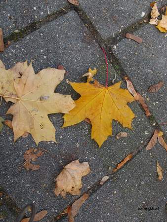  picture  Noorse_esdoorn |Acer_platanoides