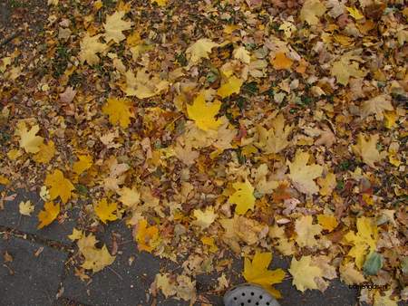  picture  Noorse_esdoorn |Acer_platanoides