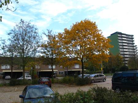  picture  Noorse_esdoorn |Acer_platanoides