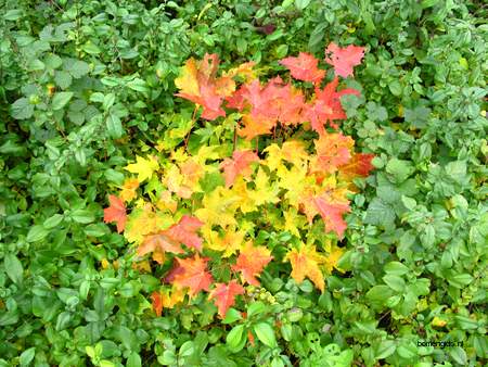  picture  Noorse_esdoorn |Acer_platanoides