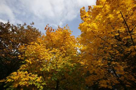  picture  Noorse_esdoorn |Acer_platanoides