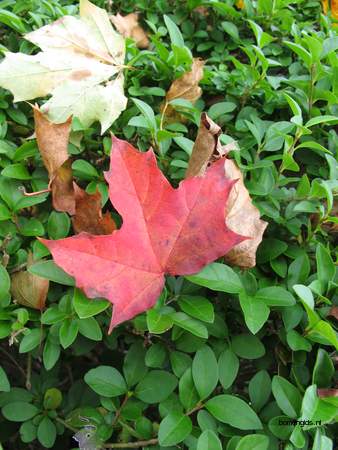  picture  Noorse_esdoorn |Acer_platanoides