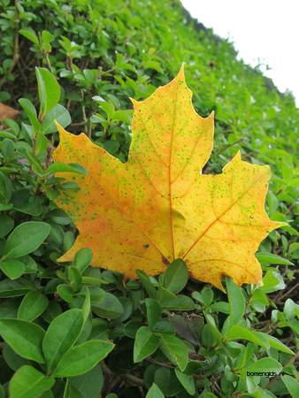  picture  Noorse_esdoorn |Acer_platanoides