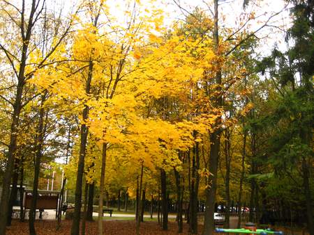  picture  Noorse_esdoorn |Acer_platanoides