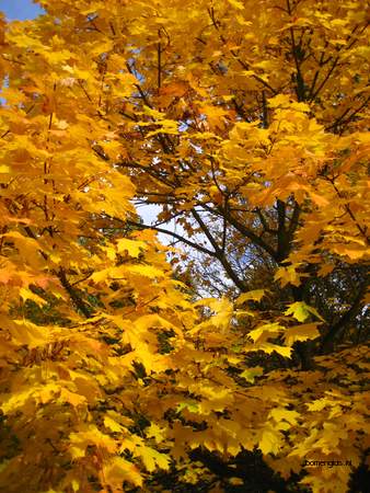  picture  Noorse_esdoorn |Acer_platanoides