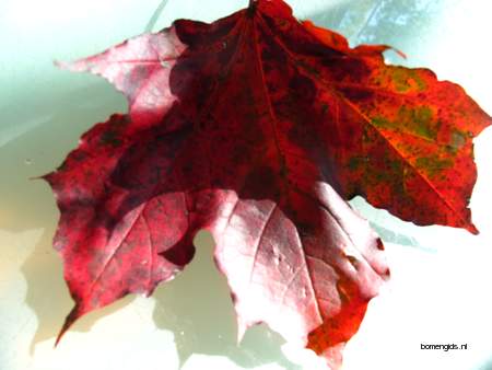  picture  Noorse_esdoorn |Acer_platanoides