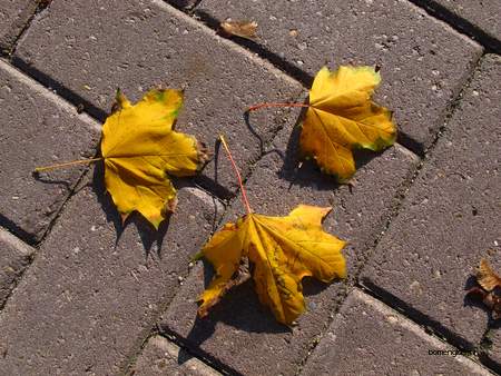  picture  Noorse_esdoorn |Acer_platanoides