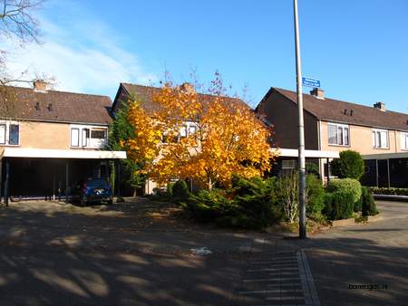  picture  Noorse_esdoorn |Acer_platanoides